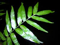 Bolbitis appendiculata