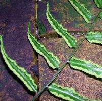 fertile frond