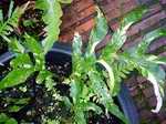 [ variegated ]