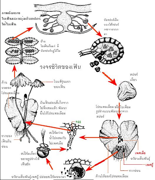Fern Life Cycle