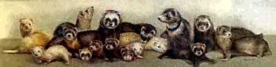 Ferrets! You can't have just one!