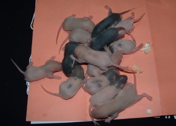 Little babies!