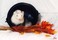 Mouse