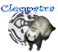 Cleopatra!