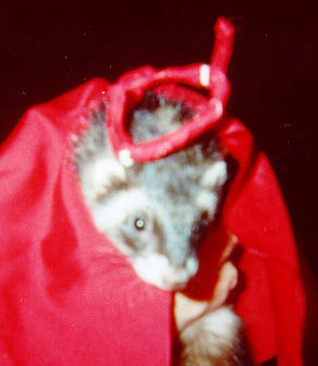 Rascal