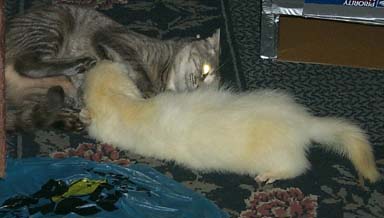 Here kitty, kitty...