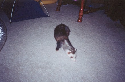 Max