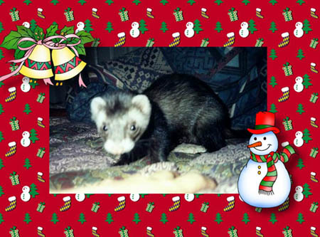 Mr. Ferret