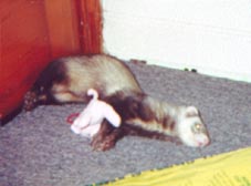 Opie