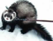 Skeeter