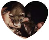 Taz