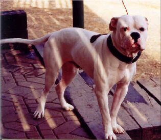 Hoss