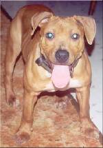 Torry