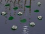 Water Lilies