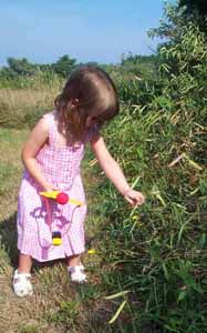 pickin peas.jpg