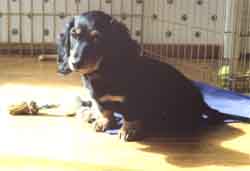 Puppy
