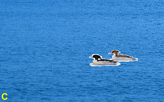 duck3.gif (26849 bytes)