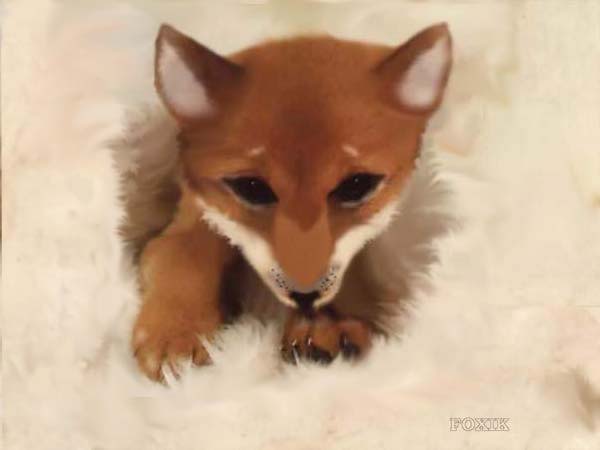 Small_foxy.jpg