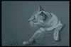 Cat5.jpg