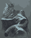 Snow_leopard.jpg