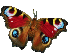 butterfly1.gif