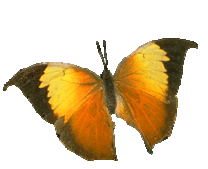 butterfly2.gif