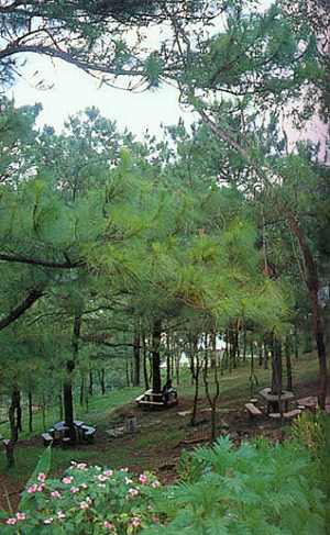 Study tables & benches built on hillside behind dorm were very popular on nice days.