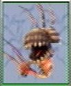 FF8 Monster 109