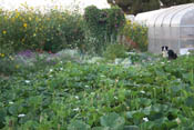 Gourds around the greenhouse