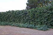 Extra long-handle dippers on chain link fence