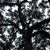 Oak Tree, Chicago