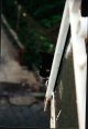 Balcony Kitty