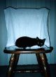 Chair Kitty