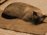 oOڬݹLo̥`ΫFI