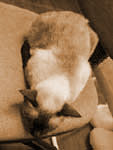 oOų¤ϡMo̳wڪqȧ@ɡC