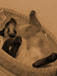 o@ۥs|}¤ѡI