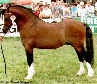 Bella vuonna 1989
