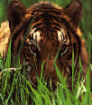 Galleria - firecw10.gif