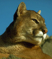 Galleria - firecw11.gif