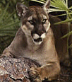 Galleria - firecw12.gif