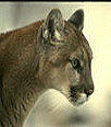 Galleria - firecw15.gif