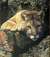 Galleria - firecw17.gif