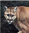 Galleria - firecw18.gif