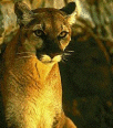 Galleria - firecw20.gif