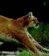 Galleria - firecw23.gif