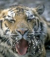 Galleria - firecw25.gif