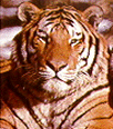 Galleria - firecw43.gif