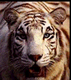 Galleria - firecw44.gif