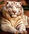 Galleria - firecw45.gif