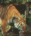Galleria - firecw46.gif